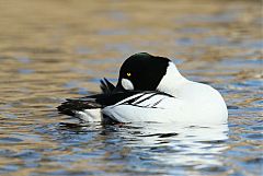 Common Goldeneye